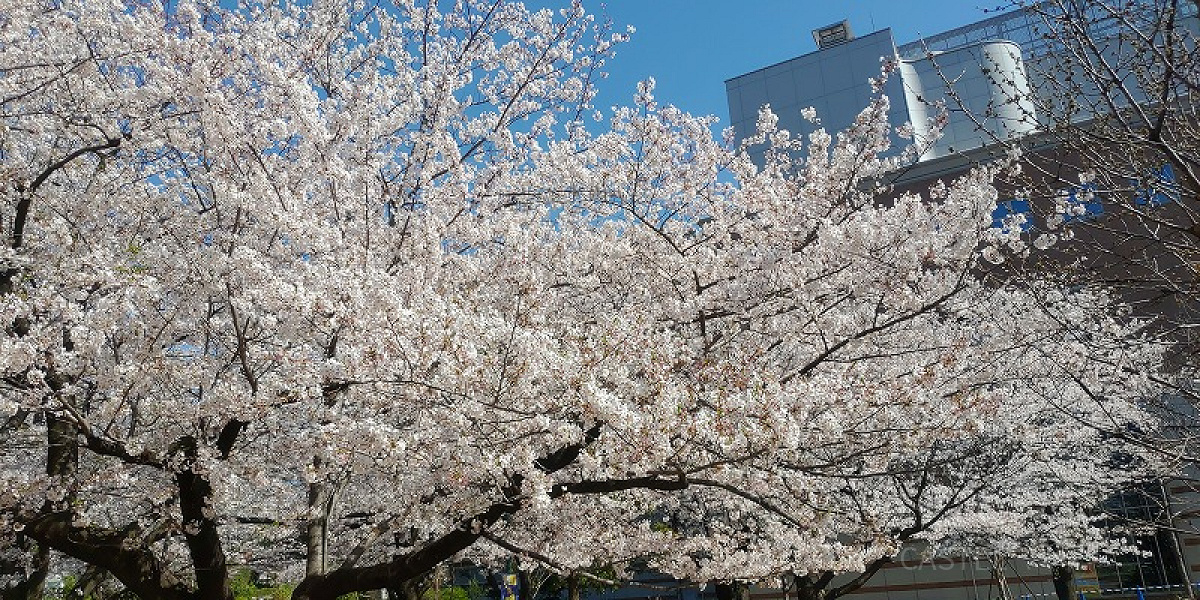 上野公園の桜は大人気です！