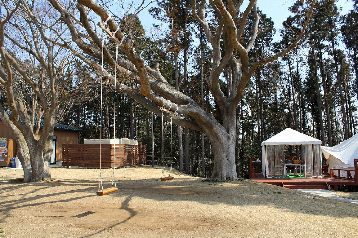 大木に設置されたブランコは映え写真スポットとして人気