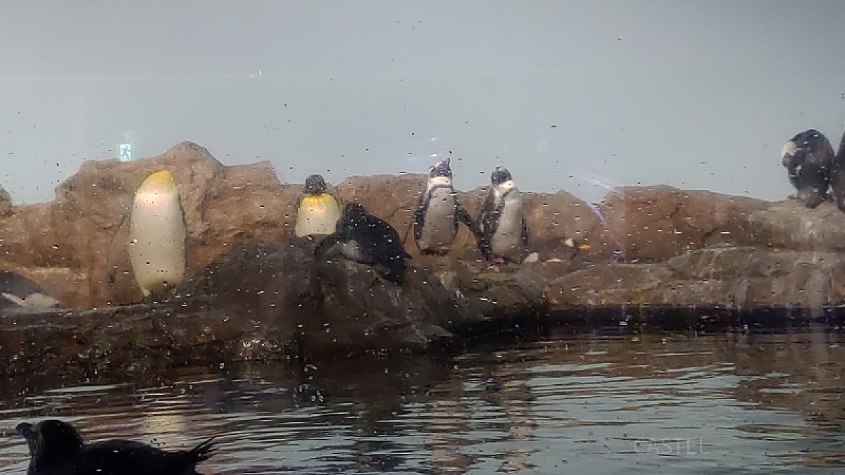 アクアパーク品川内にはペンギンたちもいますよ！