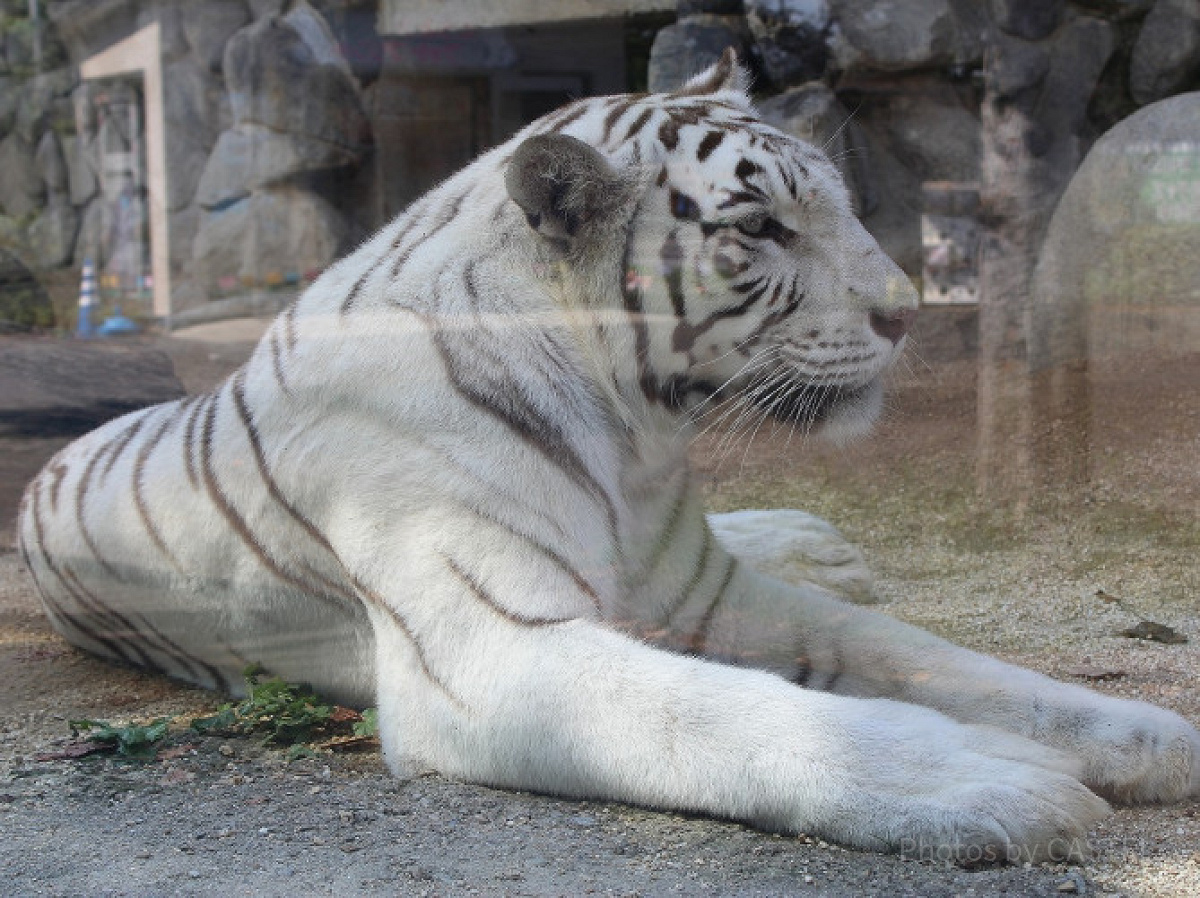 東武動物公園