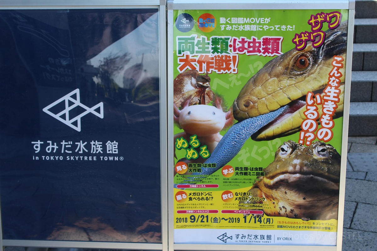 すみだ水族館では季節ごとにさまざまなイベントがあります