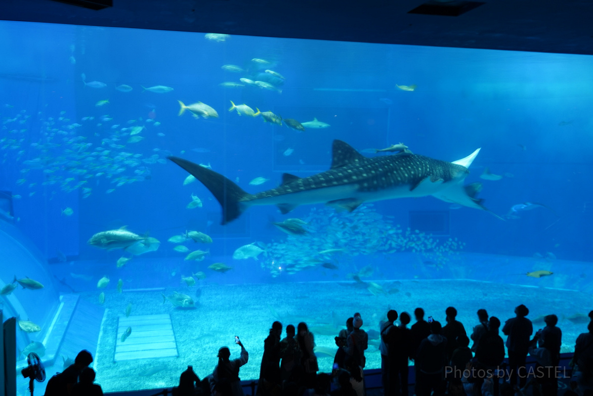 美ら海水族館のジンベエザメ