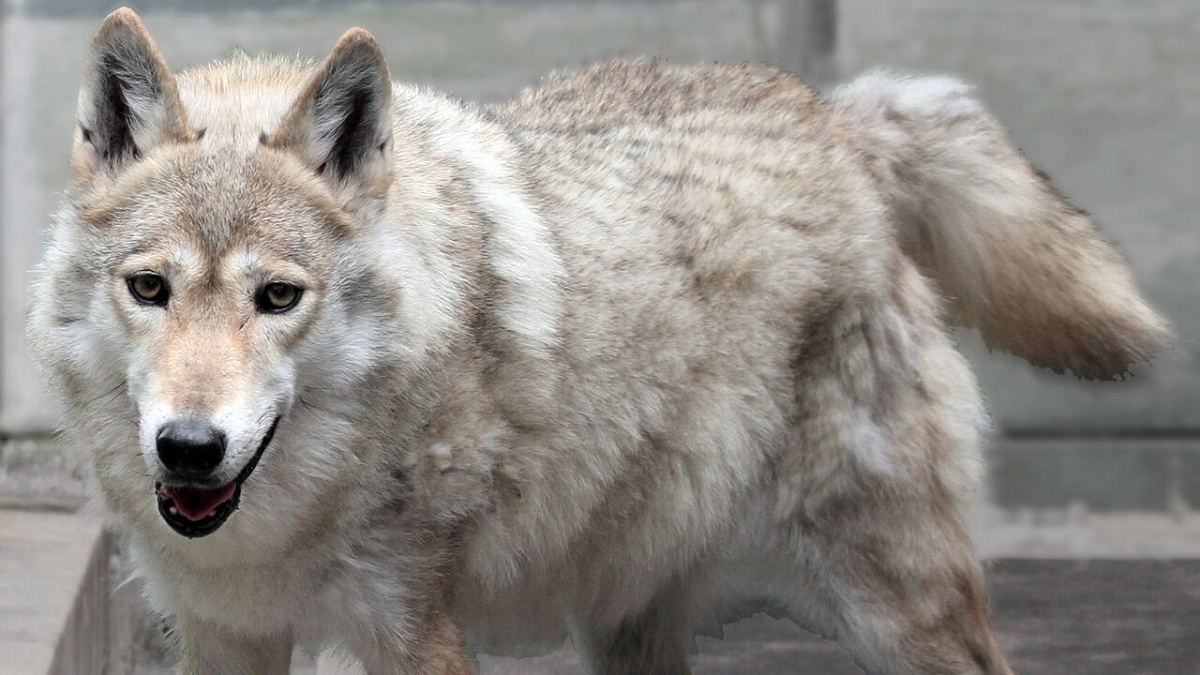 チュウゴクオオカミ 天王寺動物園 キャステル Castel ディズニー情報