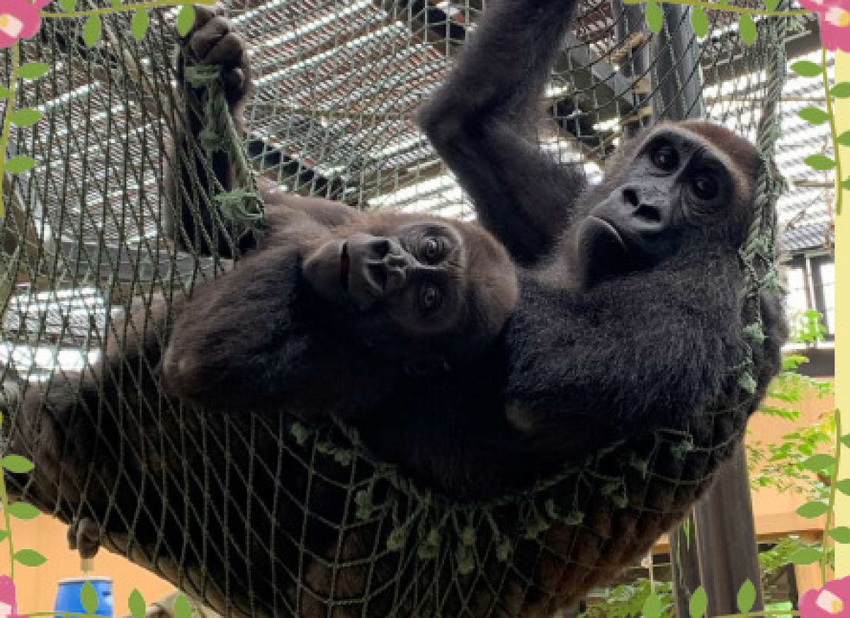 ゴリラの親子 キャステル Castel ディズニー情報