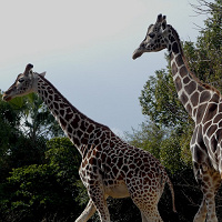 【2025】天王寺動物園の料金&割引を解説!コンビニ前売り割引はある?
