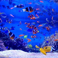 鳥羽水族館の駐車場情報!料金、駐車可能台数、混雑状況は?周辺の格安駐車場についても紹介!