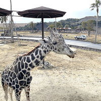 【2025】アドベンチャーワールドの営業時間！定期的に休園日あり、春休みやGW、夜間の特別営業情報も