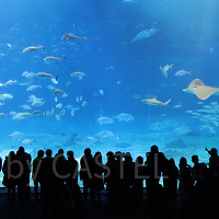 美ら海水族館徹底ガイド！チケット料金＆割引方法まとめ！お土産やランチ・ホテル情報も！