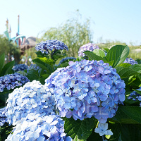 【2025】6月のディズニーの服装まとめ！おすすめのアイテム＆コーデ例！ディズニーバウンドも！