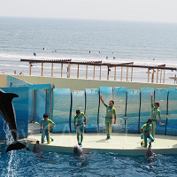 新江ノ島水族館のイルカショーを解説!大ジャンプが迫力満点!見どころ、混雑、注意点まとめ