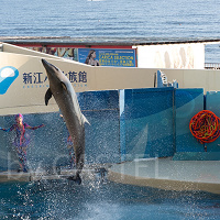 【新江ノ島水族館】えのすい駐車場ガイド!主要な周辺駐車場の料金・混雑・注意点・アクセスまとめ!