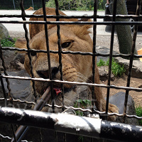 【富士サファリパーク】料金情報まとめ!入園チケット、ツアー料金、お得な会員割引情報も!