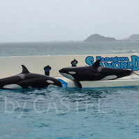 【鴨川シーワールド】入場料を解説!チケットの種類、料金、コンビニ前売り券ほか、割引情報を紹介!