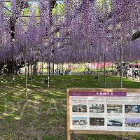 【2024】栃木県あしかがフラワーパーク割引情報！安くお得に入園する方法＆クーポンをご紹介！