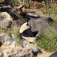 【2025】上野動物園のパンダ徹底解説!混雑&観覧方法まとめ!上野駅からのアクセスも