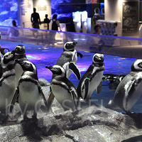 【2024】すみだ水族館の料金を解説！年パスがお得＆電子チケットなら混雑日も安心♪