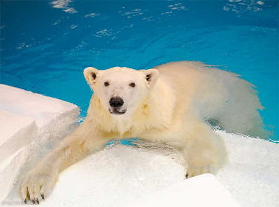 アドベンチャーワールドチケット:特典割引