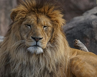 アフリカサバンナゾーン／天王寺動物園