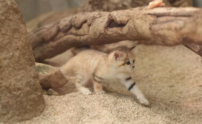 歩くスナネコの赤ちゃん