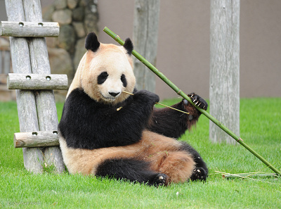 攻略法】アドベンチャーワールドのパンダ！餌やり体験もで可能！会える