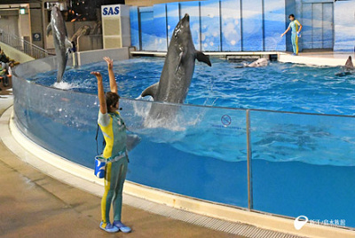 今夜はイルカナイト