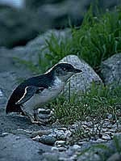 フェアリーペンギン