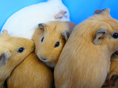 ふれあい広場／天王寺動物園