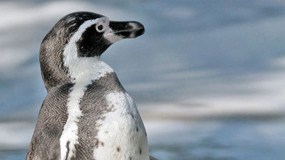 フンボルトペンギン／天王寺動物園
