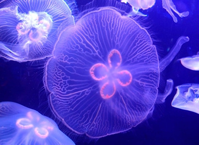 海月空感(くらげくうかん)