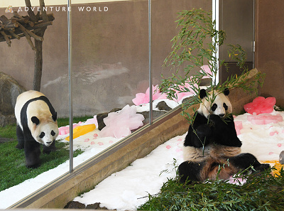 アドベンチャーワールド】パンダの楓浜 最新情報！ひとり立ち直前で