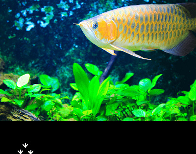 カワスイの魚