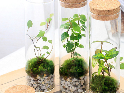 苔テラリウムはお手軽なものから本格的なものまで
