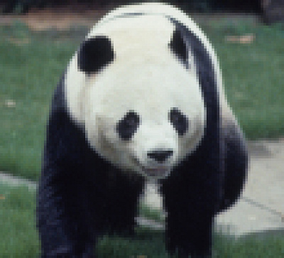 パンダのカンカン