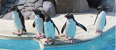 ペンギンのお食事タイム／京急油壷マリンパーク