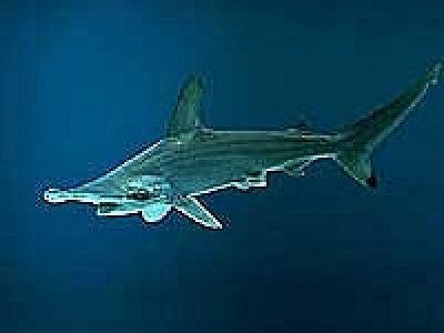 アカシュモクザメ