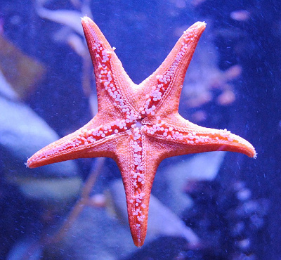 プレイグラウンドはヒトデ型