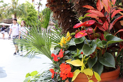 アドベンチャーランドで写真を撮ろう!