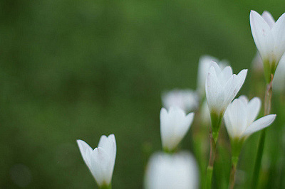 ぽつんと咲いた花の秘密