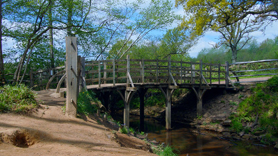 映像インスタレーション「アッシュダウンの森のきろく」