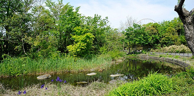 水辺の自然のエリア
