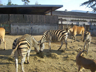 本物の動物を集める予定だった？