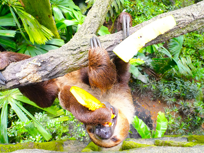 シンガポール動物園：ナマケモノ