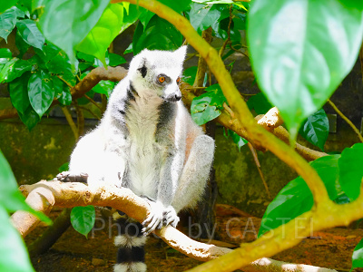 シンガポール動物園：ワオキツネザル