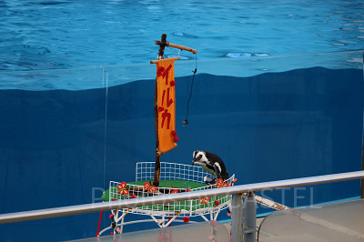 イルカたちのプレゼンター役を務めるペンギン