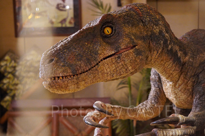 檻の中に閉じ込められているラプトル