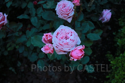 ミニーの家で撮影したバラ。