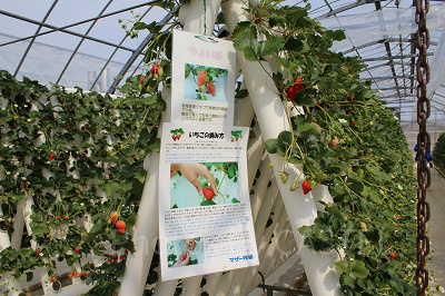 栽培されている品種は「やよい姫」他計5種類。摘み方のコツも教えてくれる