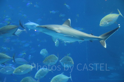 美ら海水族館とは