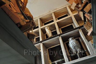 『ハリー・ポッター』に登場するフクロウについて