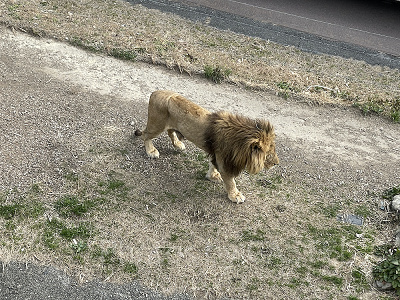 アドベンチャーワールドの前売り券:注意点